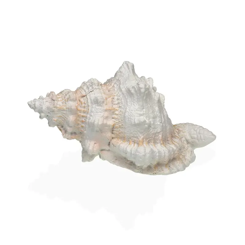 CARACOLA DE MAR M
