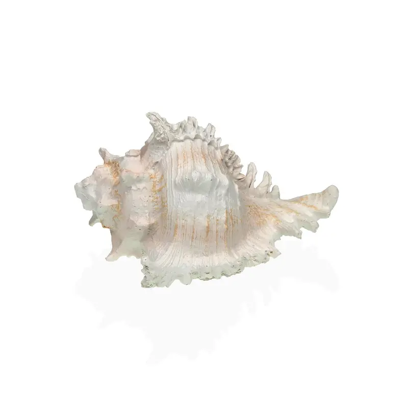 CARACOLA DE MAR S