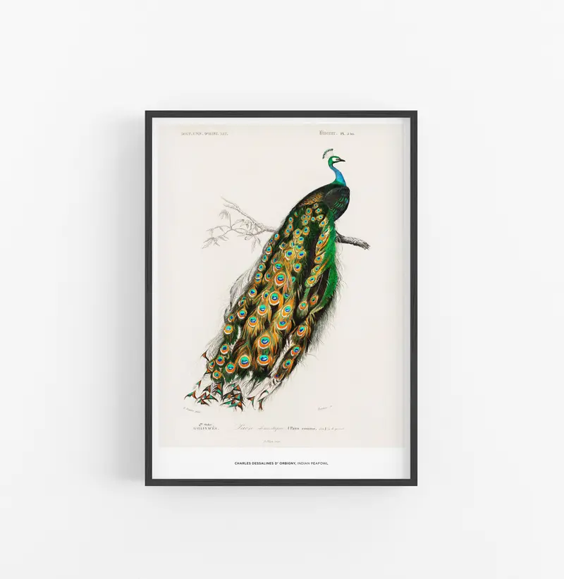 Cuadro Charles Desalines D Orbingny Indian Pea Flown