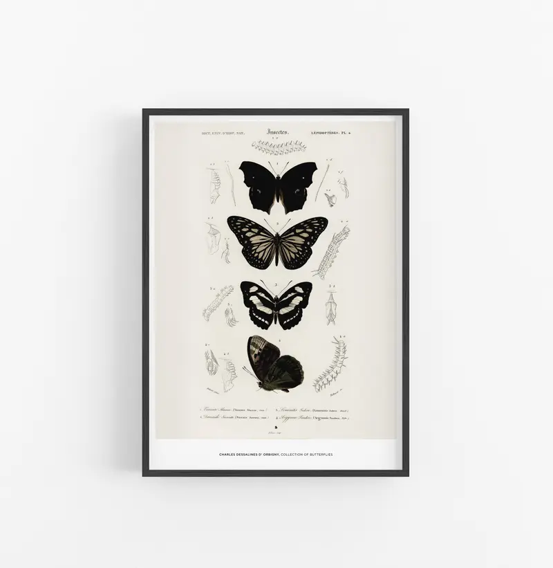 Cuadro Charles Dessalines D Orbigny Collection Of Butterflies