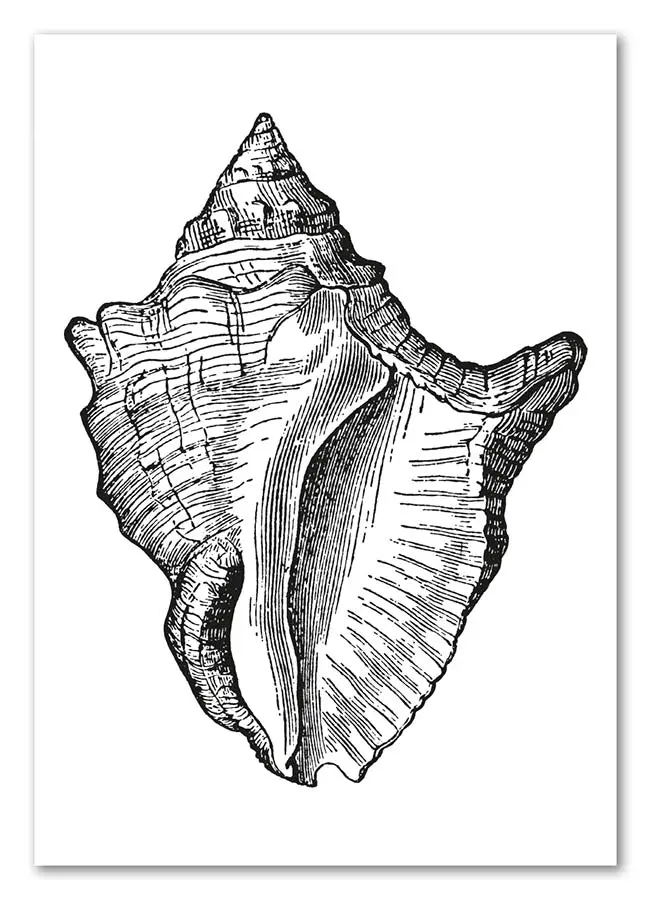 Cuadro Concha de Mar Blanco y Negro
