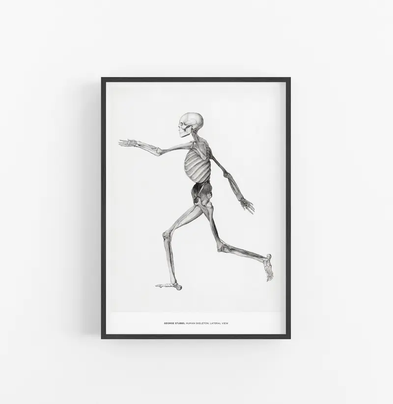 Cuadro George Stubbs Human Skeleton