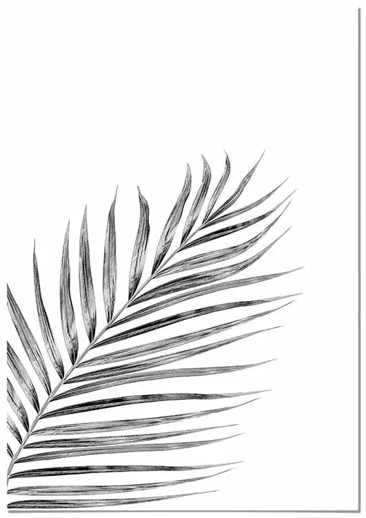 Cuadro Hoja de Palmera Negra