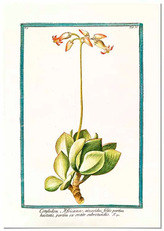 Cuadro Ilustración Botánica Cotyledon