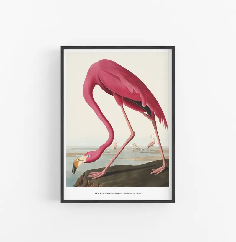 Cuadro John James Audubon Pink Flamingo From Birds Of America