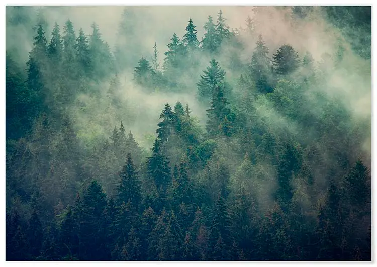 Cuadro Niebla en el Bosque