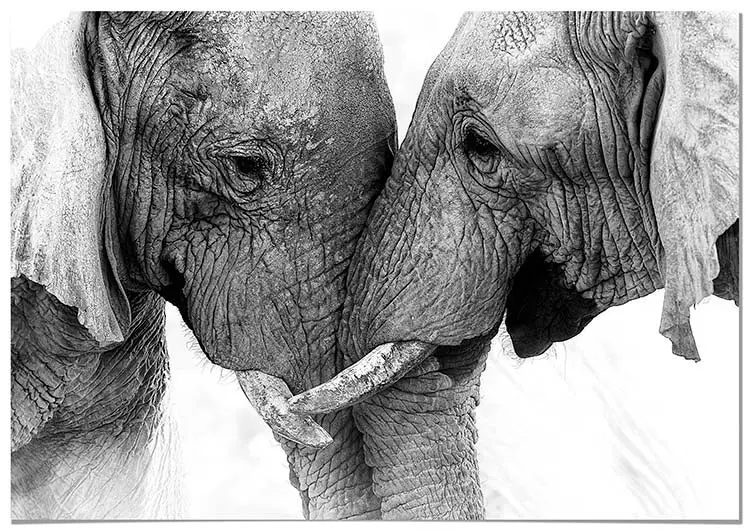 Cuadro Pareja de Elefantes