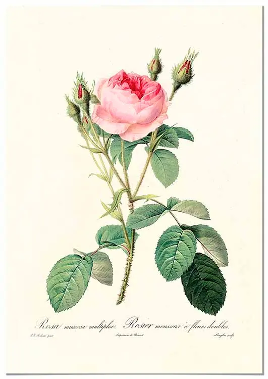 Cuadro Rosa Rosa Vintage